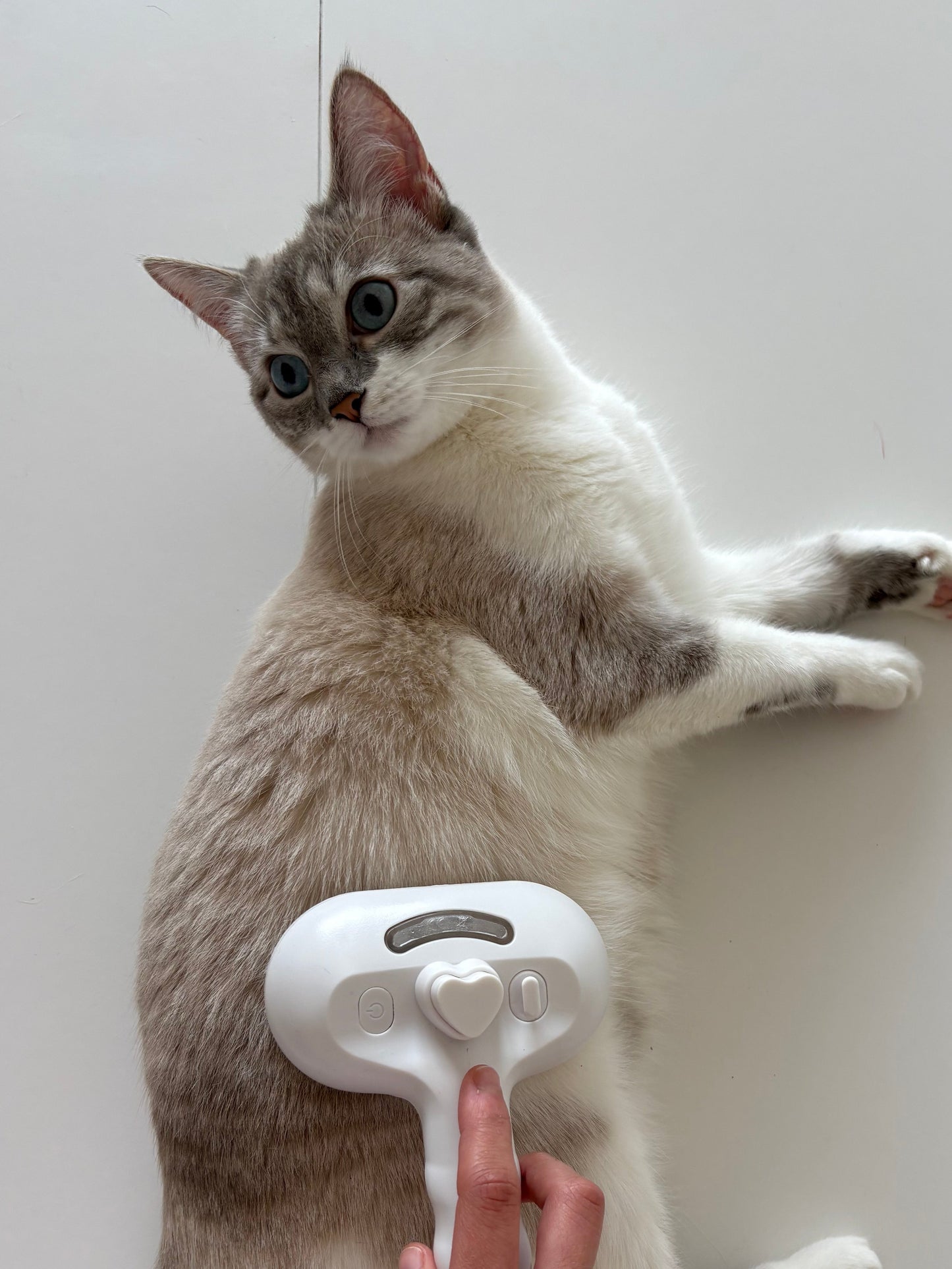 Brosse à Vapeur pour Chat