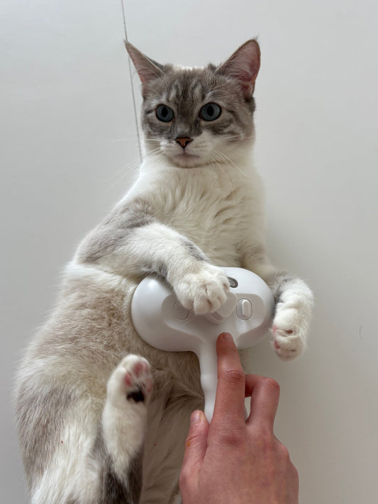 Brosse à Vapeur pour Chat