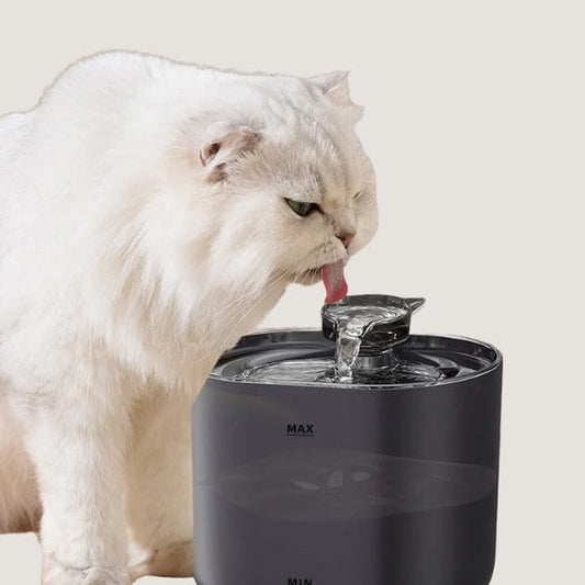 Fontaine à Eau pour Chat